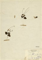 藏品(高山露珠草)的圖片